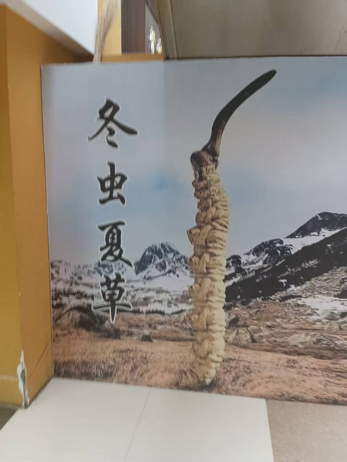 ���㶬���Ĳ�